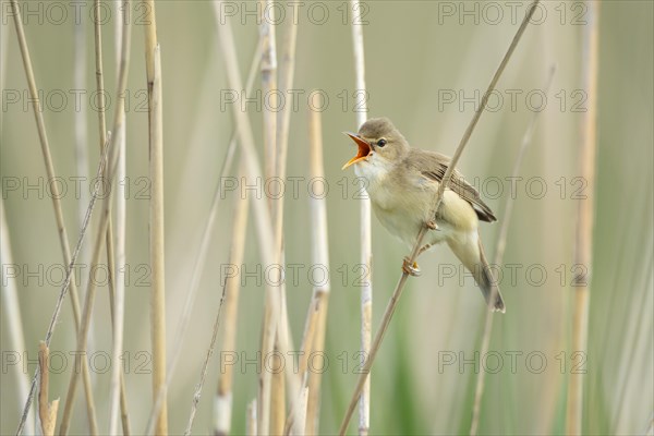 Singing reed warbler