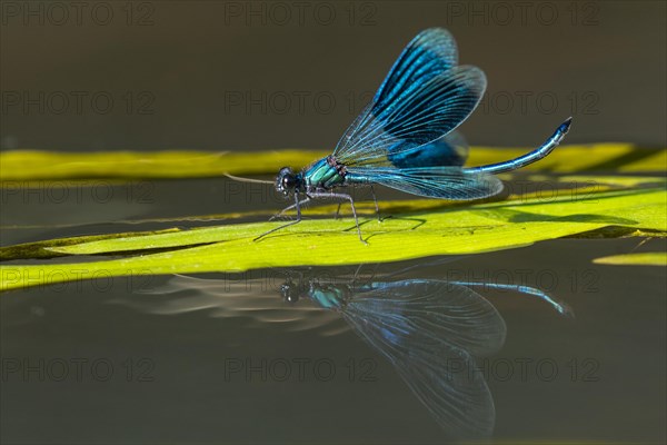 Banded demoiselle