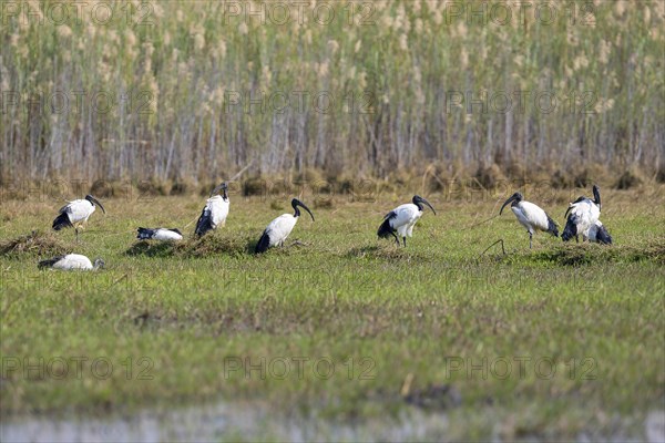 African sacred ibis