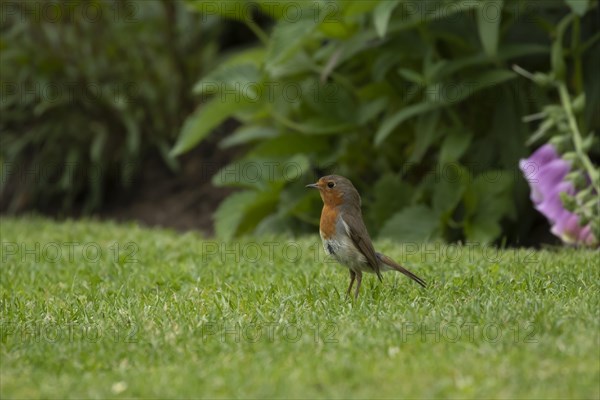 European robin