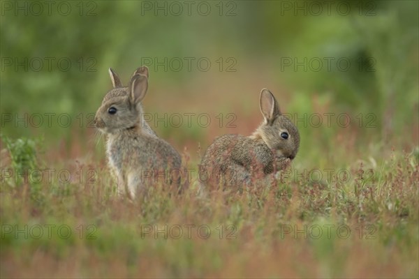 Rabbit