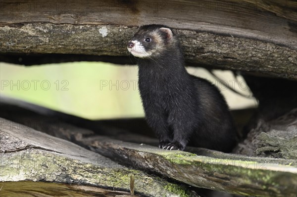 European polecat