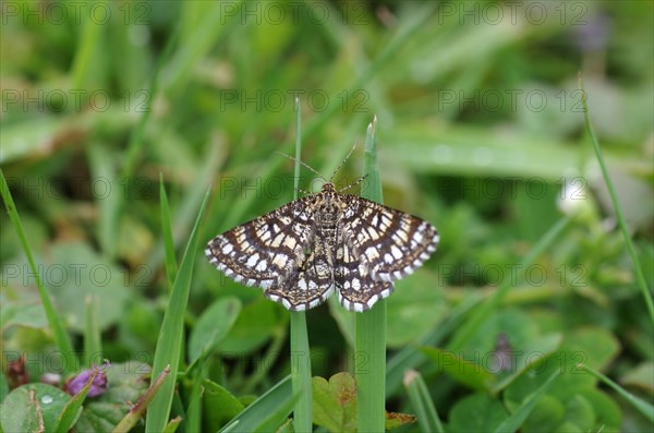 Latticed heath