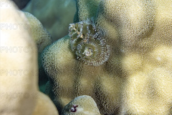 Christmas tree worm