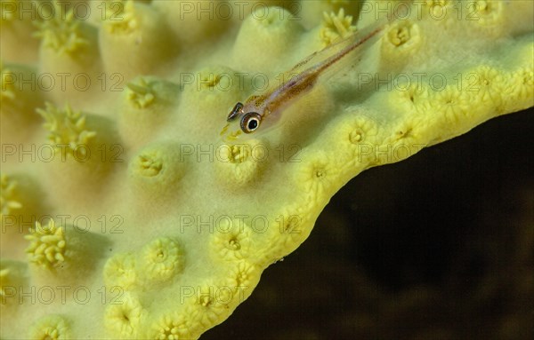 Goby on stone coral