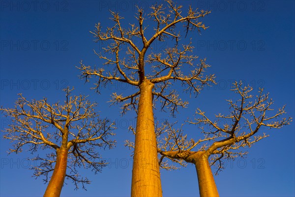 Avenue de Baobabs at sunrise