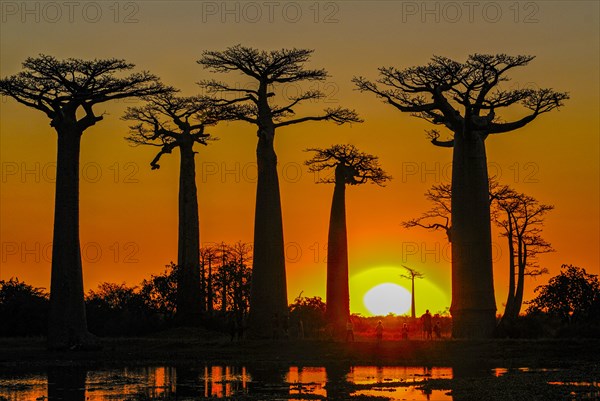 Backlight of the Avenue de Baobabs at sunset near Morondavia