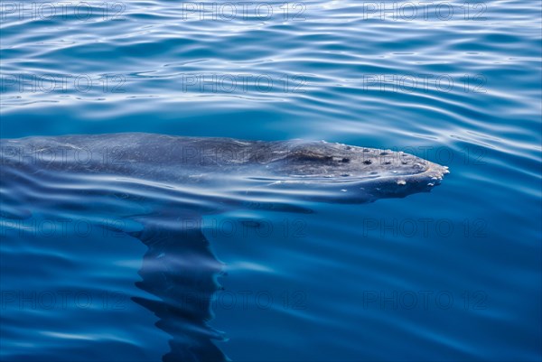 Humpback whale