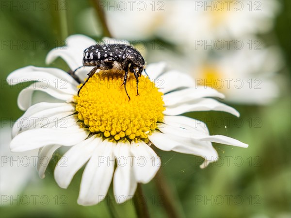 Marguerite