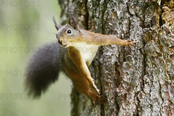 Eurasian red squirrel