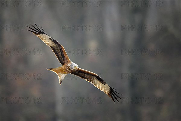 Red kite