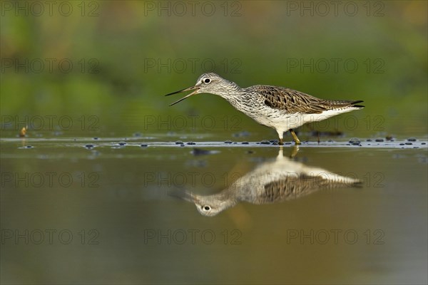 Common greenshank