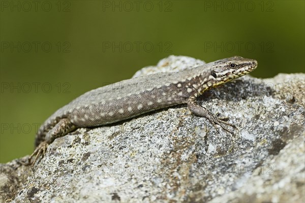 Common wall lizard