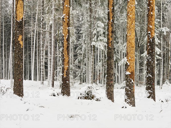 Dead spruce