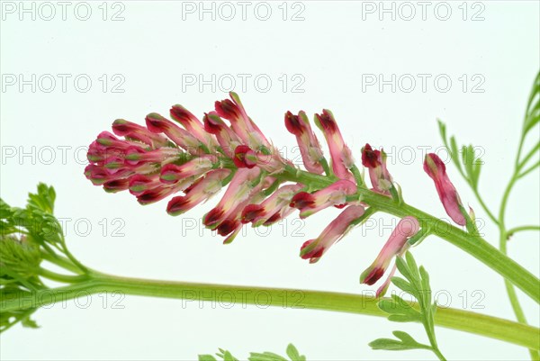 Medicinal plant Common fumitory