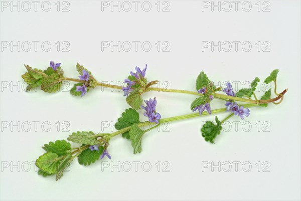 Medicinal plant Gundermann