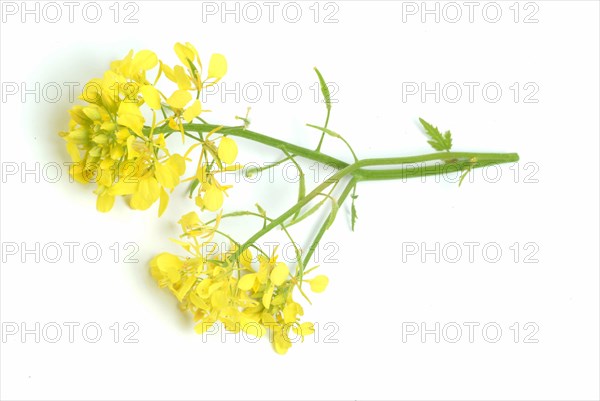 Medicinal plant White mustard