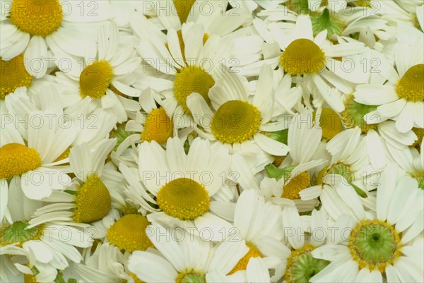 Medicinal plant Chamomile