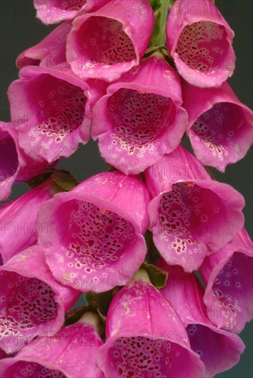 Common foxglove