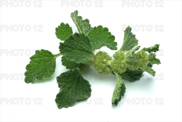 White horehound