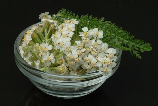 Common yarrow