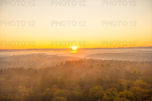 Forest at sunrise with fog