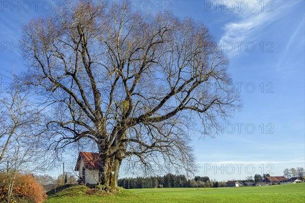 Small chapel next to natural monument lime tree