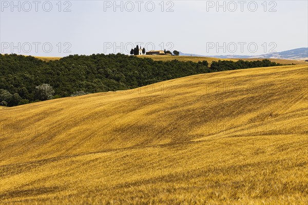 Cornfield in front of harvest