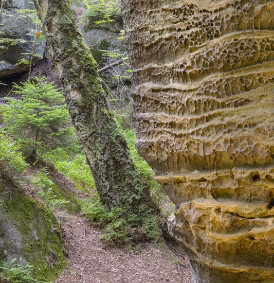 Sandstone rocks of