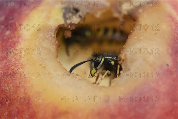 Common wasp