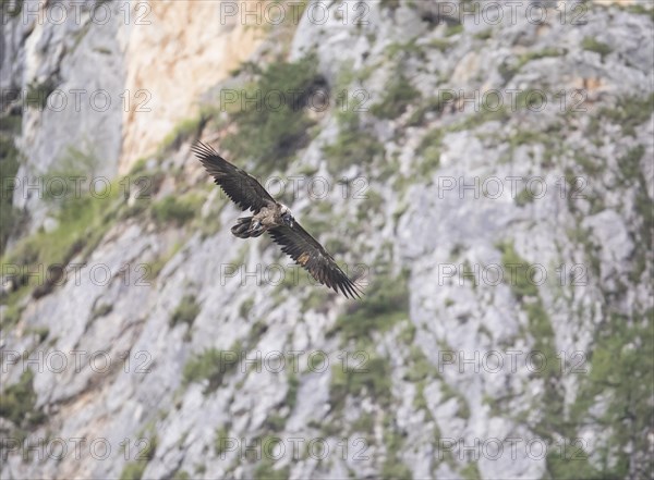 Juvenile bearded vulture