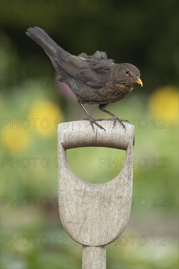 European blackbird