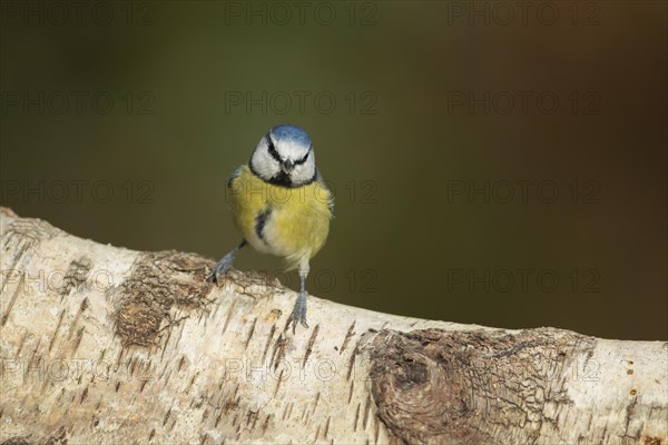 Blue tit