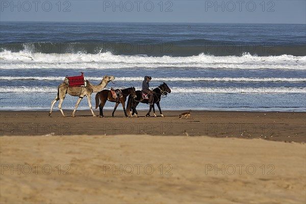 Two local riders with three horses and a dromedary for tourists on the beach