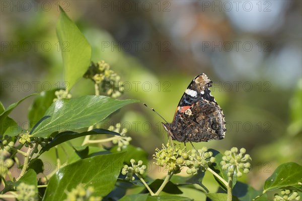 Red admiral