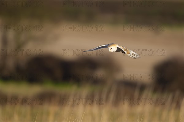 Barn owl