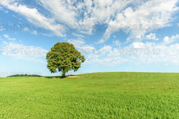 Lone basswood tree on a hill in the landscape. Jura