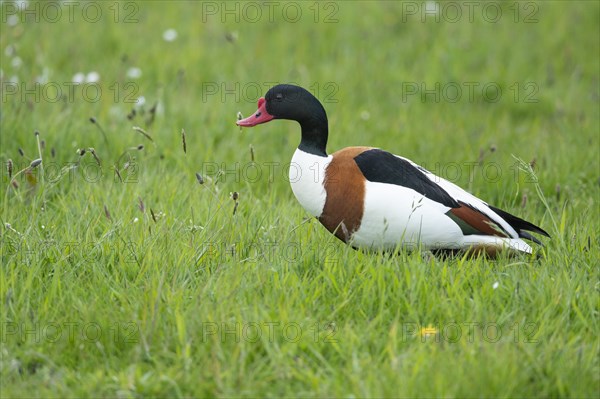 Common shelduck