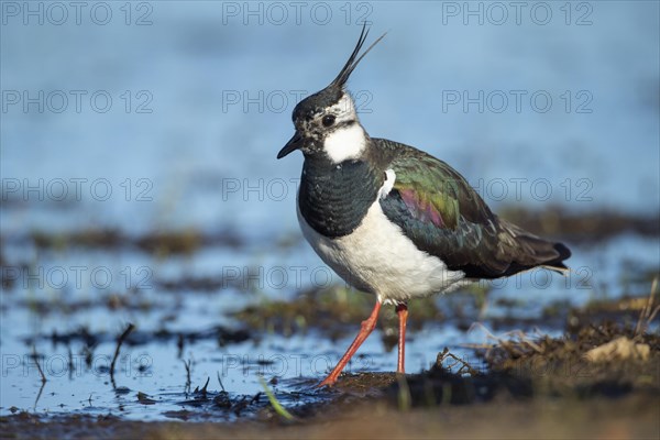 Northern lapwing