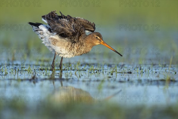 Black-tailed Godwit