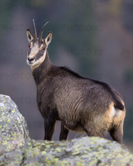 Chamois