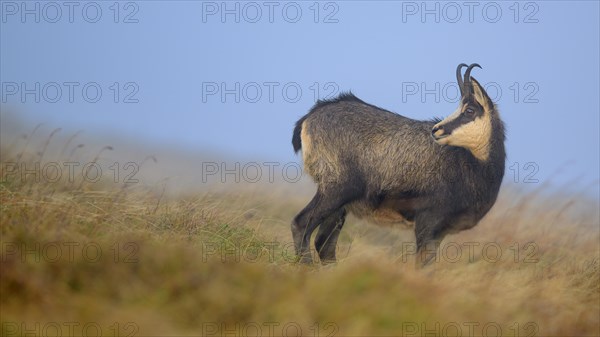 Chamois