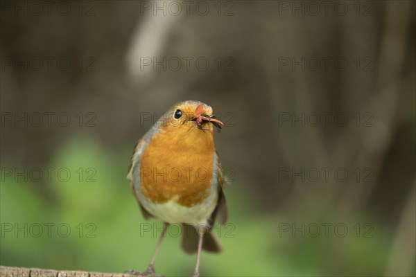 European robin