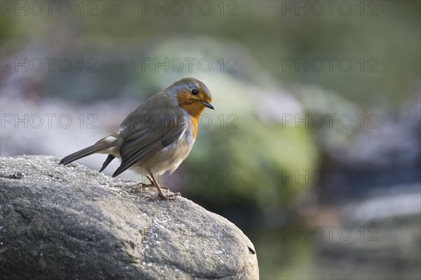 European robin