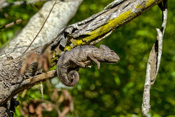 Parson's Giant Chameleon