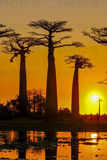 Backlight of the Avenue de Baobabs at sunset near Morondavia