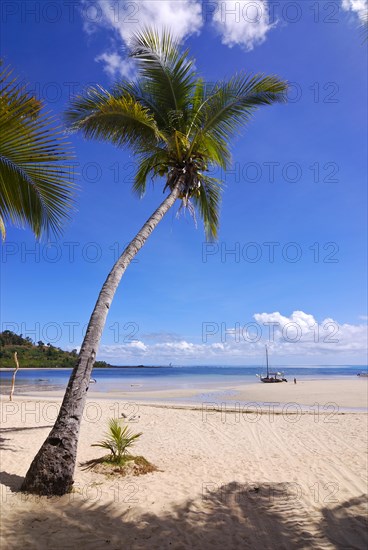 Single palm tree on the beach of Andilana