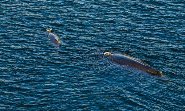 Aerial of a humpback whale