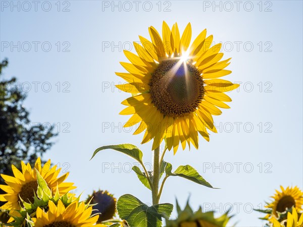 Sunflower