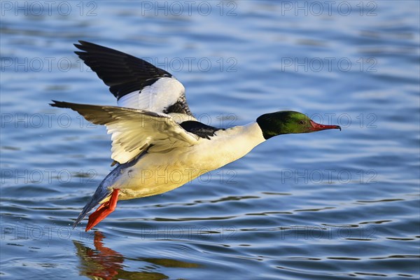 Common merganser